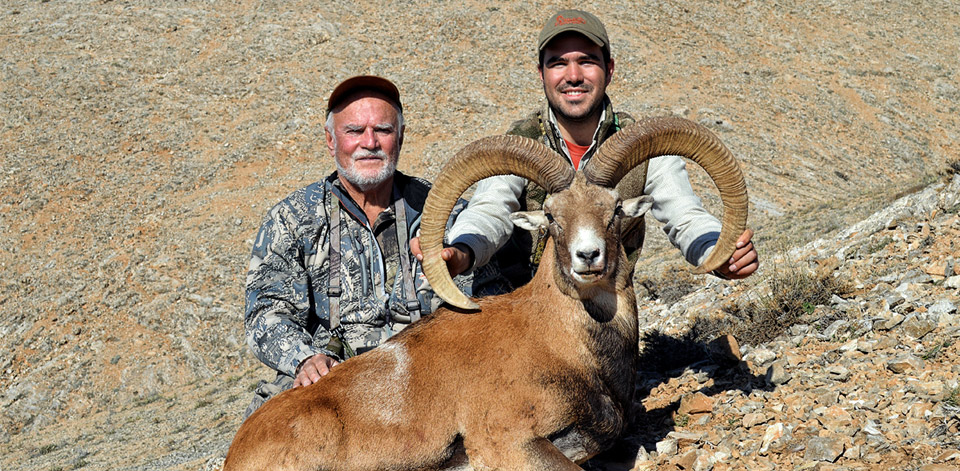 Anatolian Konya Sheep