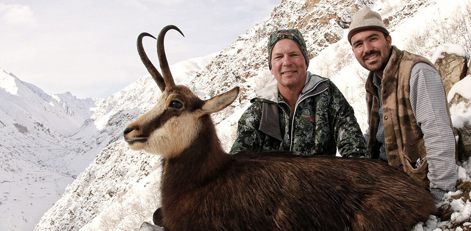 Anatolian Chamois