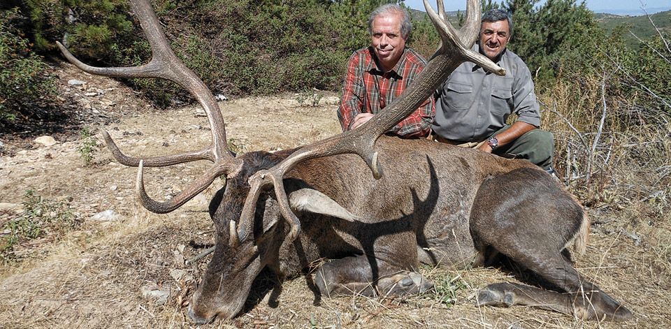 Anatolian Red Stag